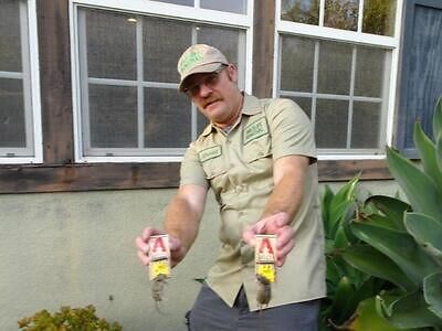 Springfield pest control